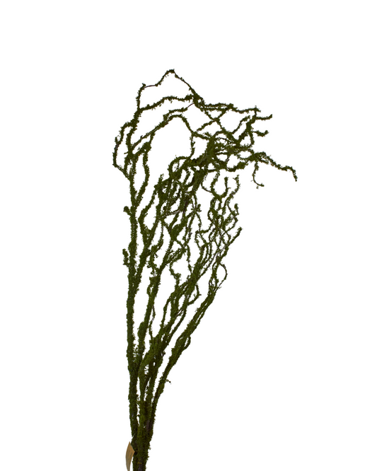 moss tree branch on a white background