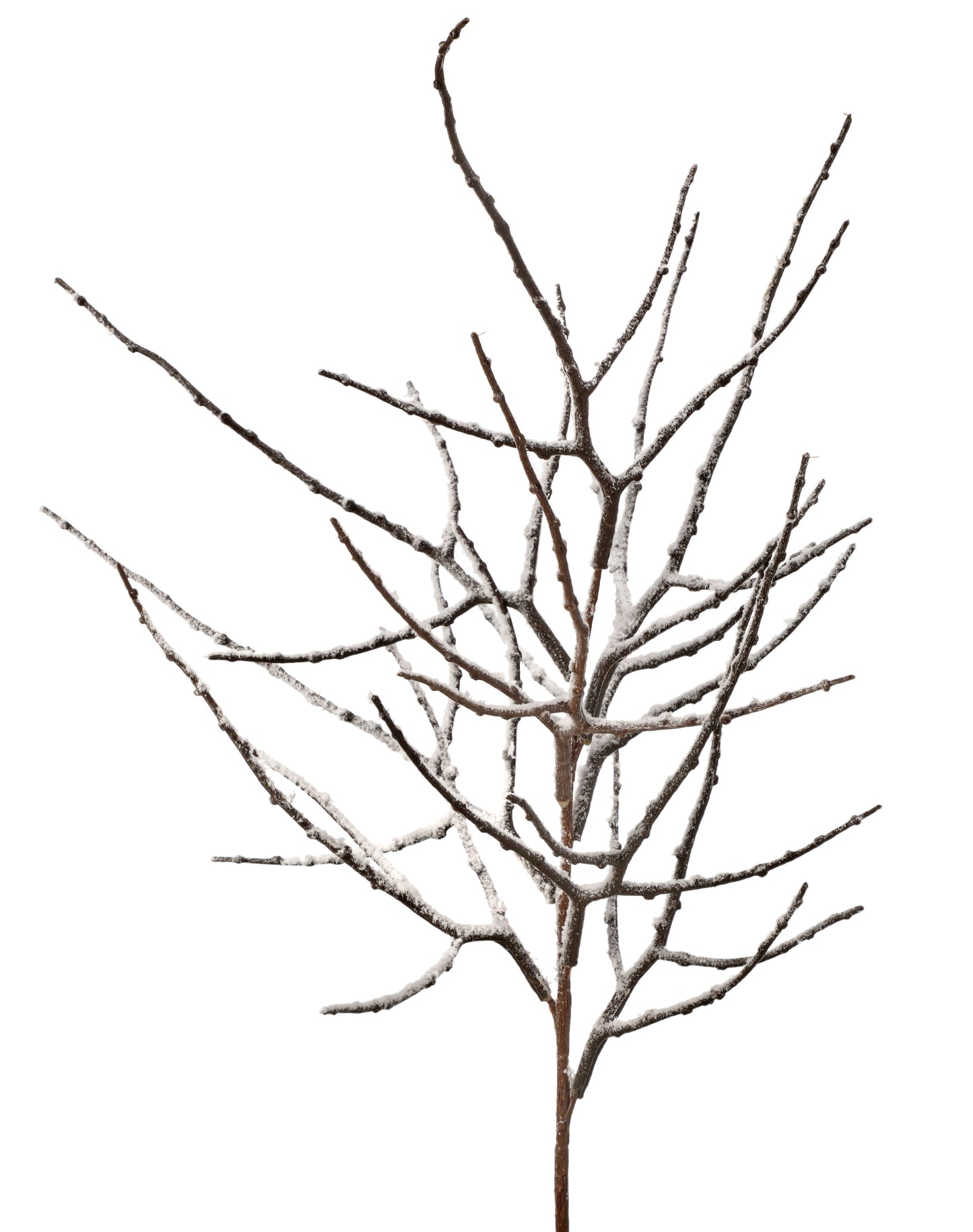 Snow Covered Branch