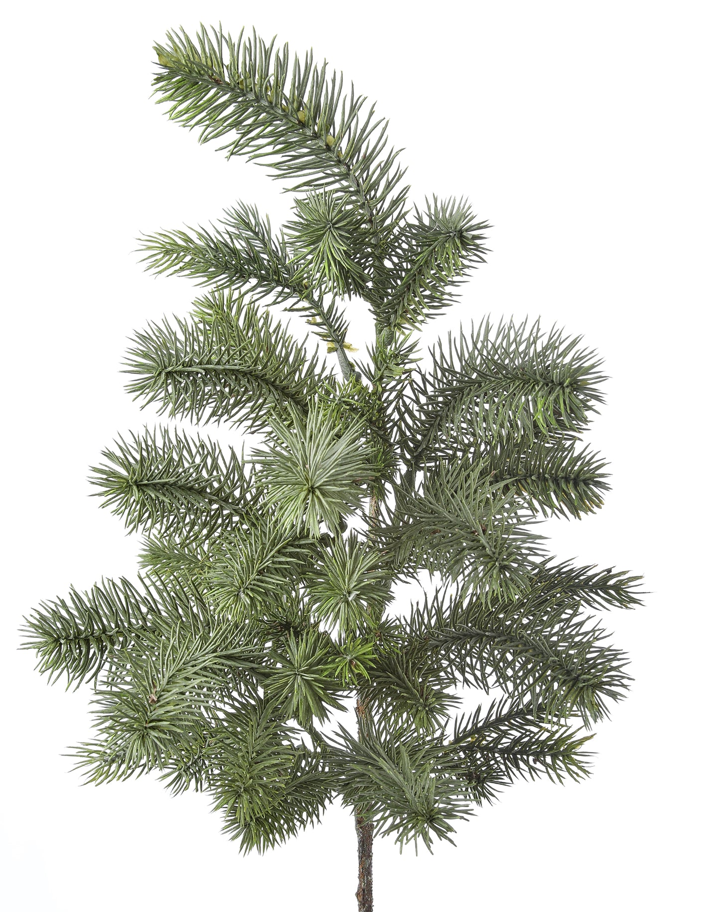 Angel Pine Cluster Branch