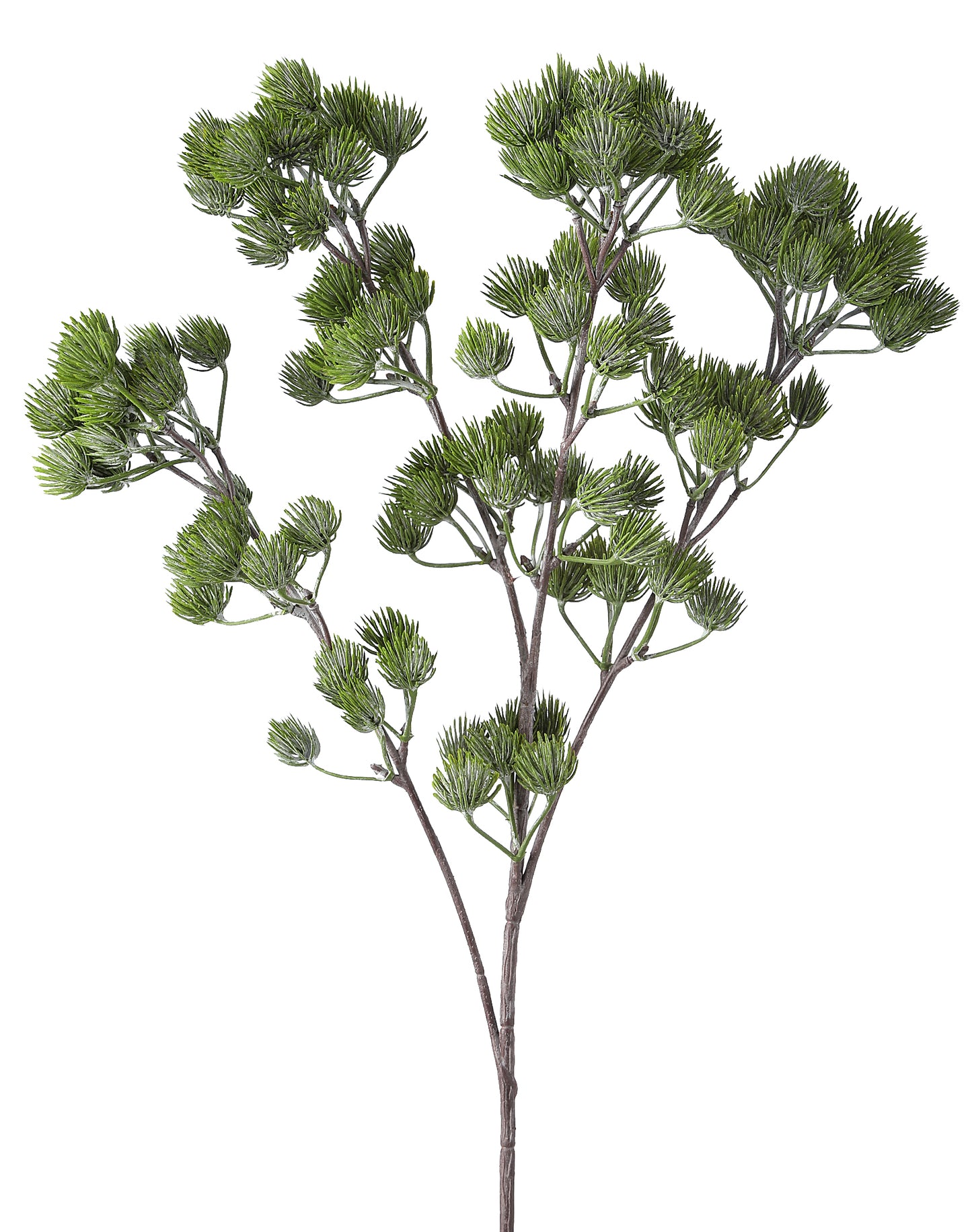 Ming Pine Spray