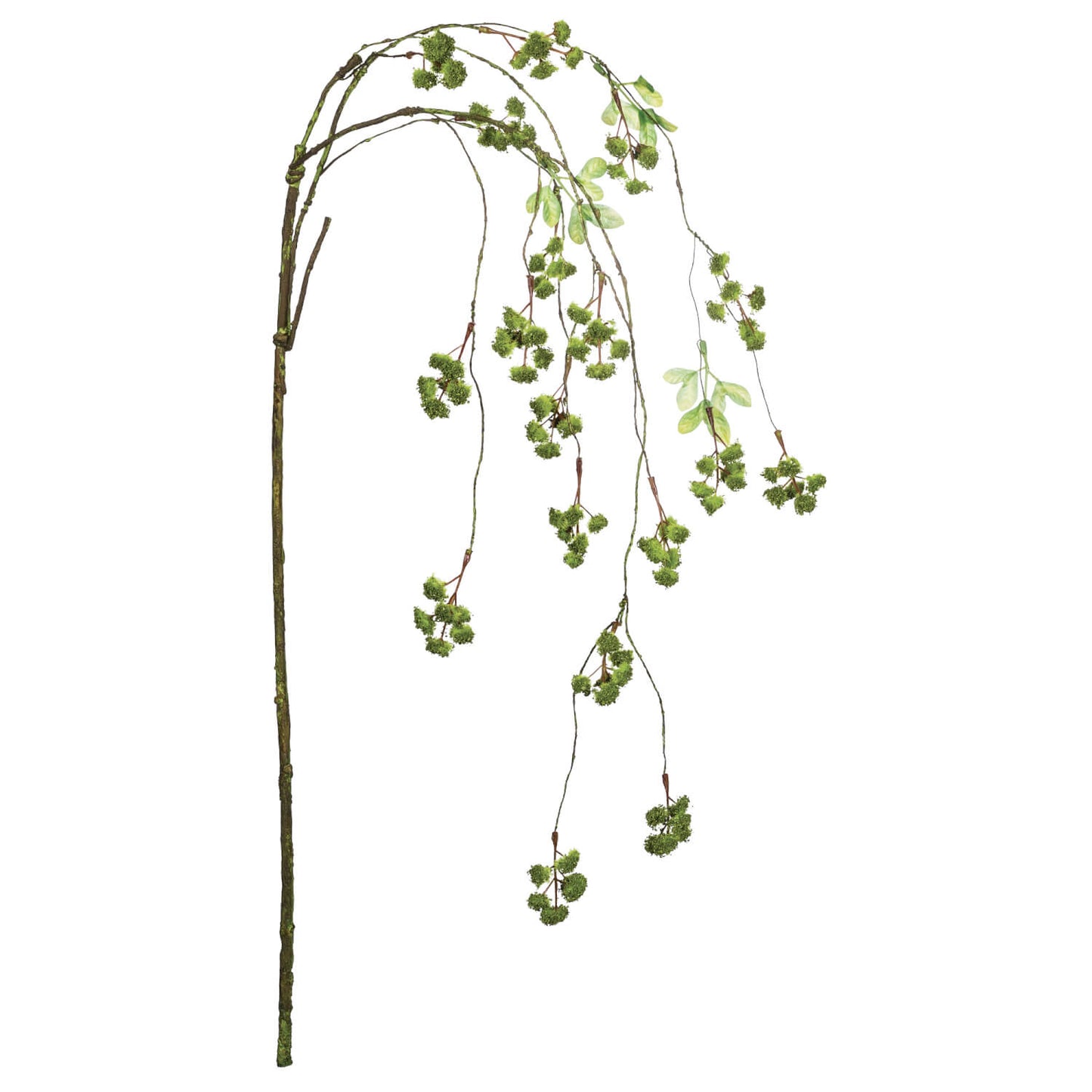 Hanging Irish Moss Spay