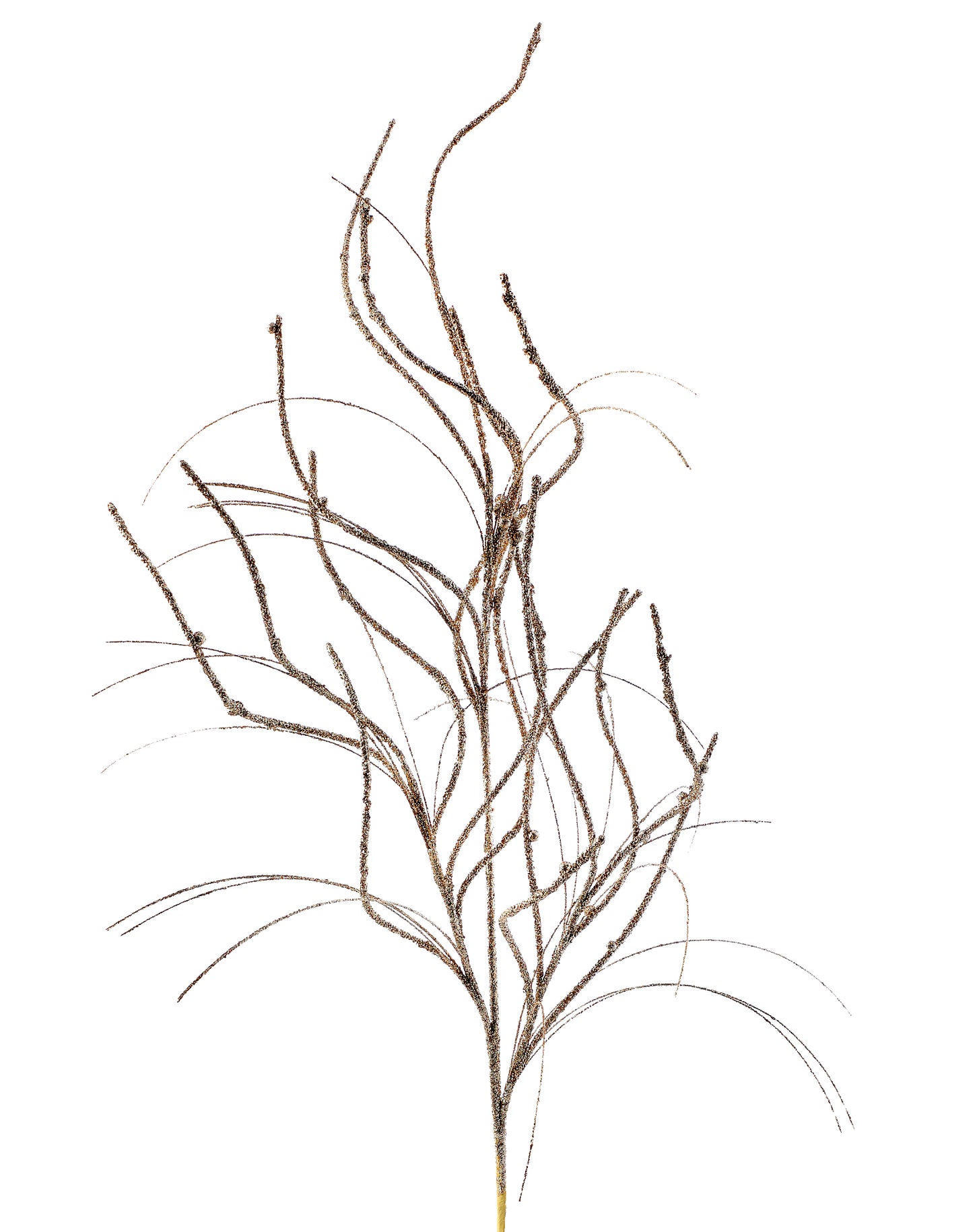 Curly Willow Grass Spray