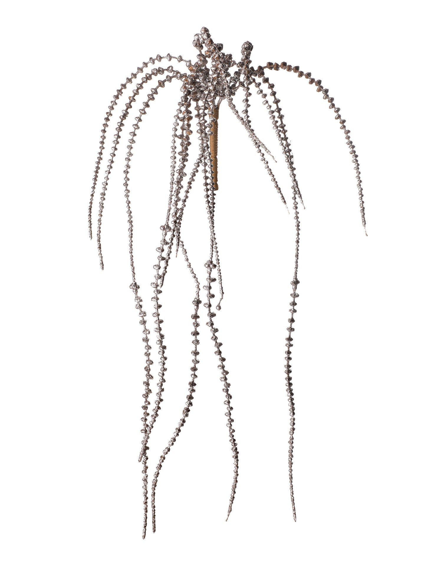 Senecio Hanging Vine