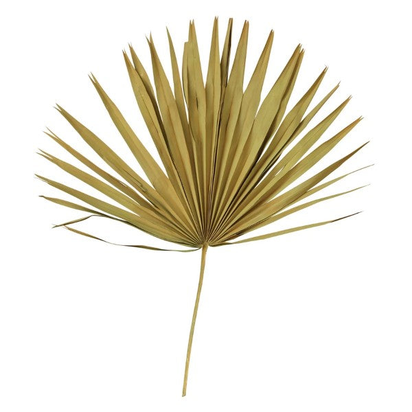Dried Palm Leaf