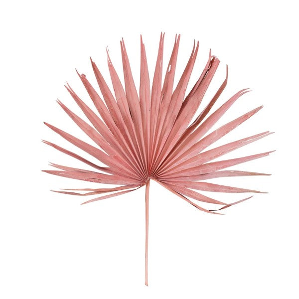 Dried Palm Leaf
