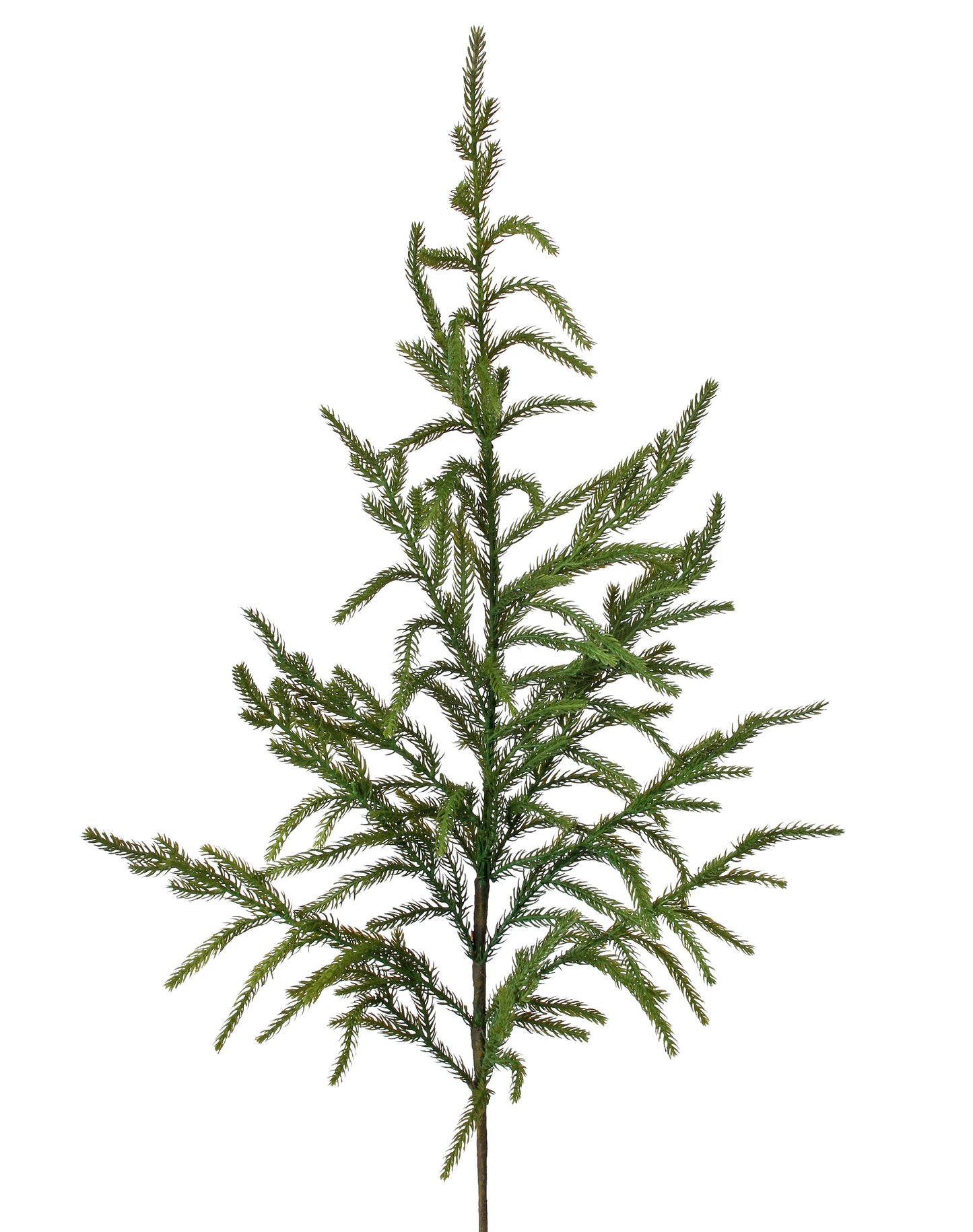 Norfolk Pine Spray