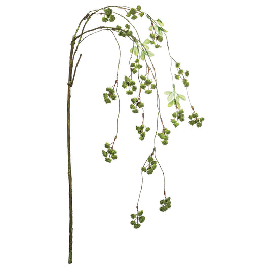 Hanging Irish Moss Spay