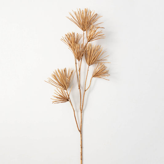 Podocarpus Stem