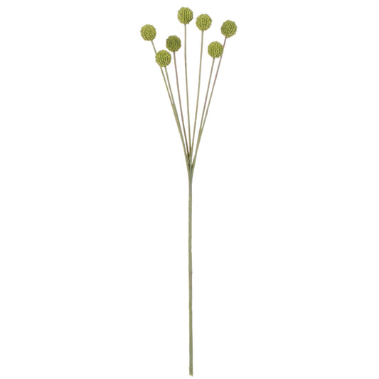 Billy Button Stem